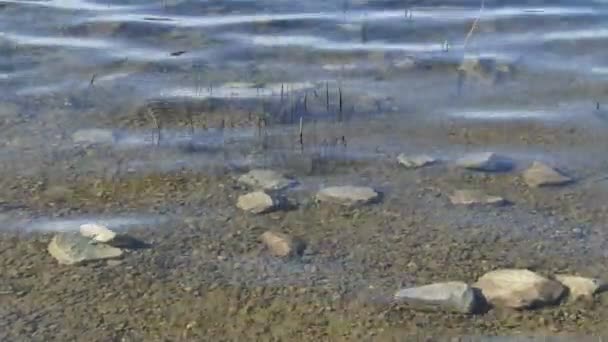 Čistá voda jezera Kypru, Kanada — Stock video
