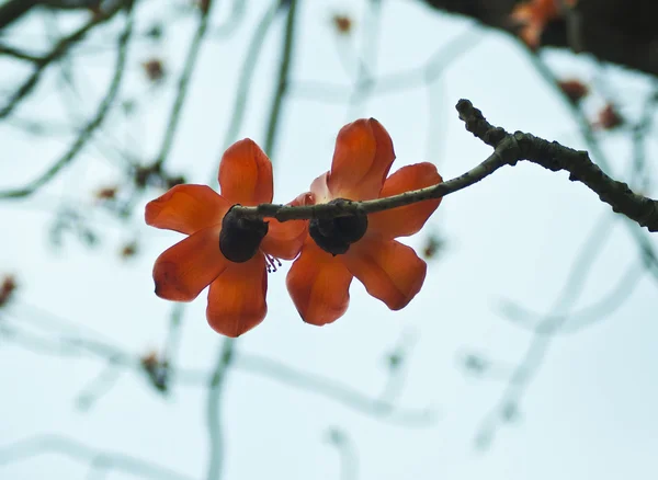Басом из красного шелкового хлопка - латинское название - Bombax Ceiba, и это популярное дерево, найденное в Восточной и Южной Азии — стоковое фото