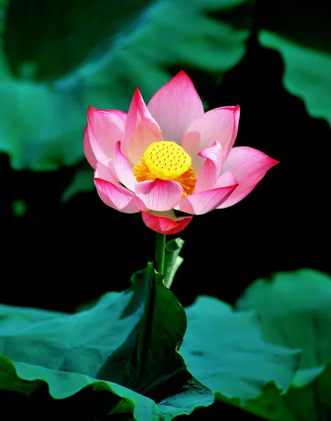 Uma flor de lótus rosa, flor de vietnam — Fotografia de Stock