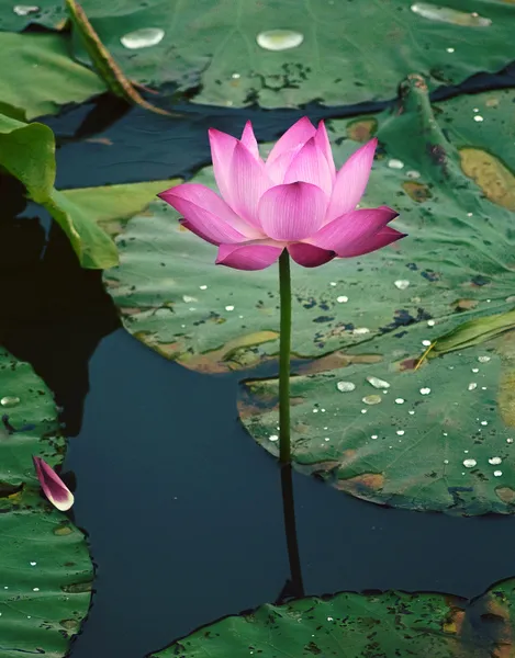 Fleur de lotus dans l'eau Image En Vente