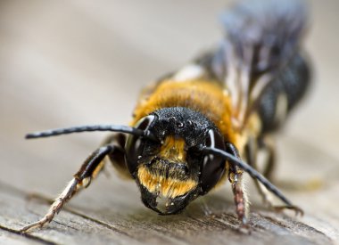 yabani arı ahşap üzerine oturur.