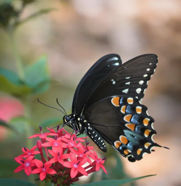 Mörkblå fjäril — Stockfoto