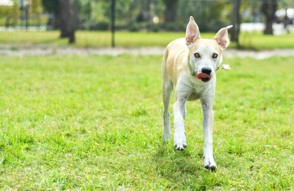 Cachorro corriendo en el parque — Foto de Stock