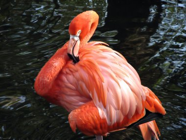 kıvırcık kafasını ile Amerikan flamingo