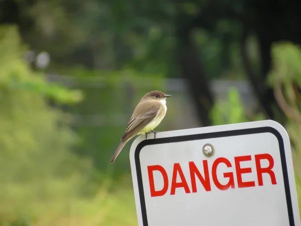 Pássaro sentado no sinal de perigo — Fotografia de Stock