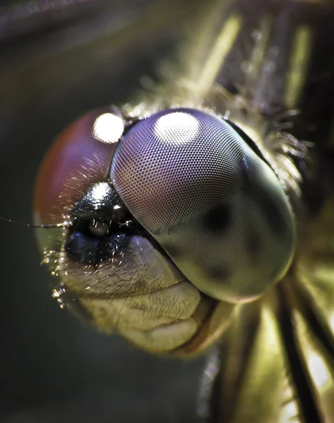 Dragon fly yüz yakın çekim