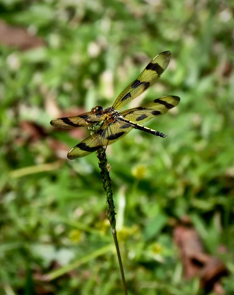 Libélula em uma fábrica — Fotografia de Stock