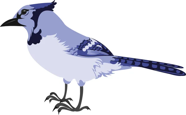 ประวัติส่วนตัวของ Bluejay — ภาพเวกเตอร์สต็อก