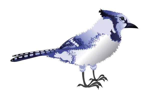 ประวัติส่วนตัวของ Bluejay — ภาพเวกเตอร์สต็อก