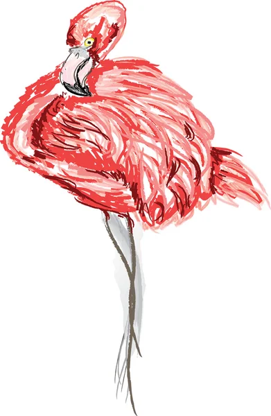 Amerikanischer Flamingo mit gekrümmtem Kopf. — Stockvektor