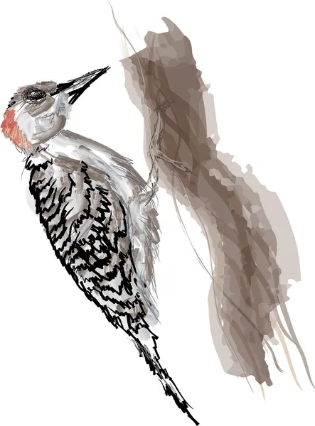 Red-bellied Woodpecker — Stock Vector