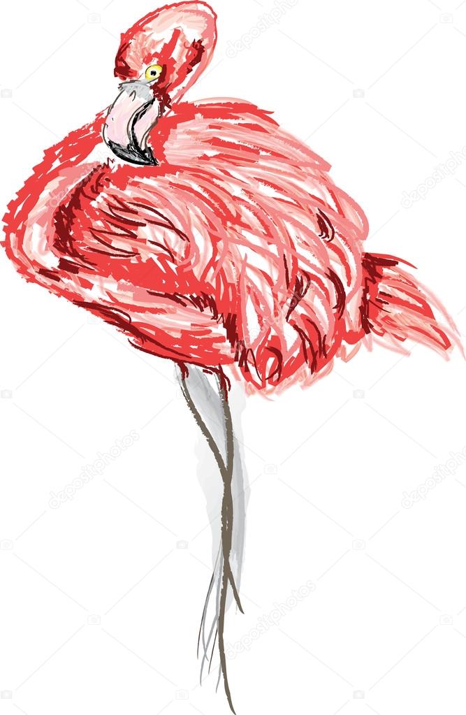 American flamingo with its head curled.