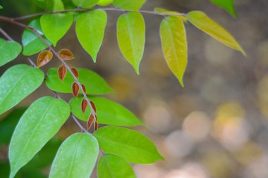 Yeşil doğal renkli