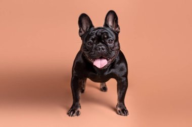 Stüdyoda bronzlaşmış siyah Fransız bulldog 'u. Fransız köpeğinin portresi.