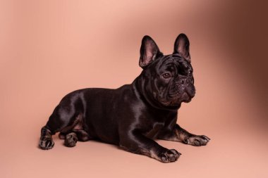 Stüdyoda bronzlaşmış siyah Fransız bulldog 'u. Fransız köpeğinin portresi.