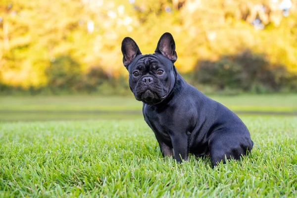 Black French Bulldog Resting Grass Park Purebred Frenchie Outdoors Sunny — Stock Photo, Image