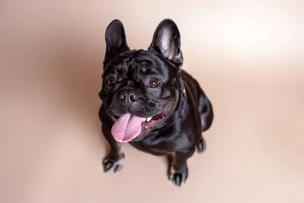 Reinrassige Schwarze Französische Bulldogge Auf Hellbraunem Hintergrund Studio Porträt Des — Stockfoto