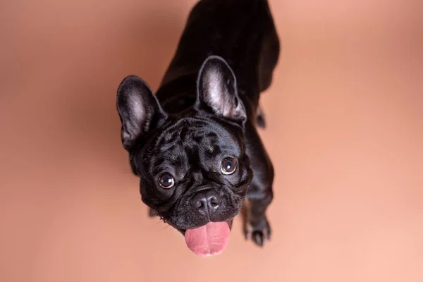 Reinrassige Schwarze Französische Bulldogge Auf Hellbraunem Hintergrund Studio Porträt Des — Stockfoto