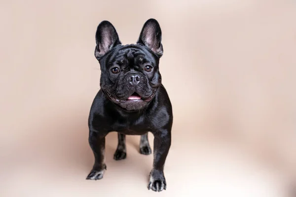 Purebred Black French Bulldog Tan Background Studio Portrait Frenchie Dog — Stock Photo, Image