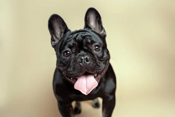 スタジオでタンを背景に純血種の黒いフランスのブルドッグ 仏犬の肖像 — ストック写真