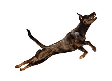 Zıplayan spor köpeği. Beyaz arkaplanda suluboya el çizimi.