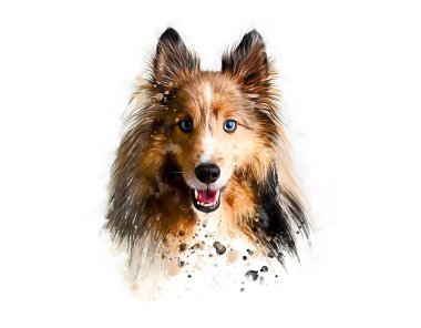 Sheltie. Portre köpeği. Beyaz arkaplanda suluboya el çizimi.