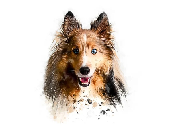 Sheltie Cão Retrato Ilustração Desenhada Mão Aquarela Sobre Fundo Branco — Fotografia de Stock