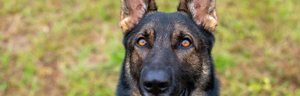 Sable Working German Shepherd Face Close Eyes Working Police Dog — Stok fotoğraf