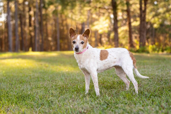 Ανακατέψτε Φυλή Jack Russel Μικρό Ανώτερος Σκύλος Ένα Όμορφο Πράσινο — Φωτογραφία Αρχείου