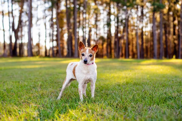 Mix Ras Jack Russel Kleine Senior Hond Een Prachtige Groene — Stockfoto