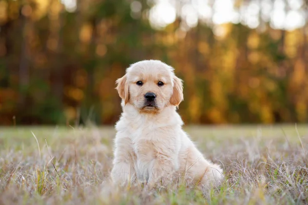 Golden Retriever köpek yavrusu gün batımında arka planda altın ağaçlarla kuru bir tarlada oturuyor. Tarladaki sevimli bir köpek yavrusunun portresi. Köpek dışarıda..