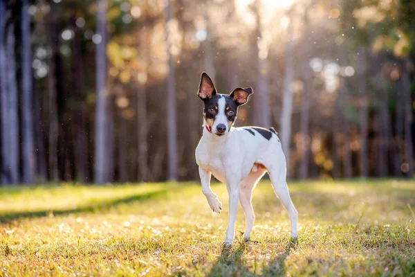 Patkány Terrier Egy Tisztáson Erdőben Naplementekor Kutya Zöld Füvön Áll — Stock Fotó