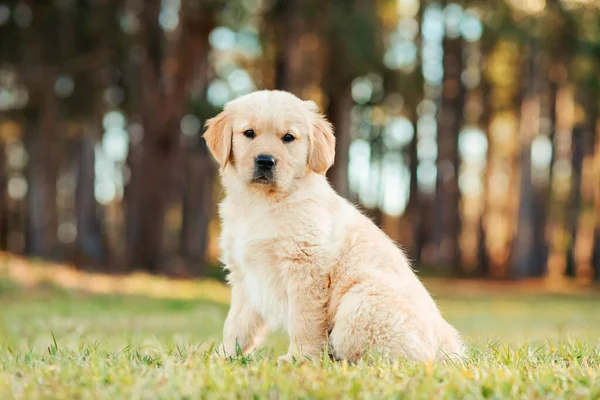 背景に金色の木がある日没時に公園のフィールドで遊んでいる黄金のレトリバー子犬 フィールド内のかわいい子犬の肖像画 屋外の犬 — ストック写真