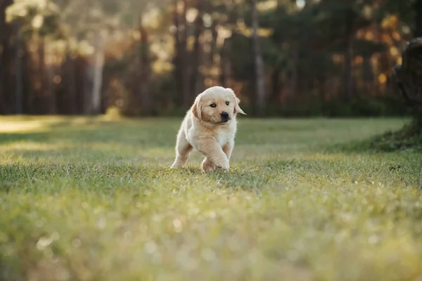 Câinele Golden Retriever Joacă Teren Parc Apus Soare Copaci Aurii — Fotografie, imagine de stoc