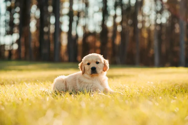 Golden Retriever köpek yavrusu gün batımında bir parkta arka planda altın ağaçlarla oynuyor. Tarladaki sevimli bir köpek yavrusunun portresi. Köpek dışarıda..