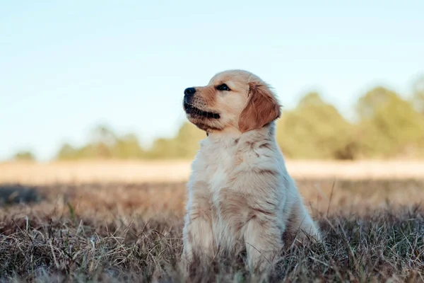 Anak Anjing Golden Retriever Bermain Taman Saat Matahari Terbenam Dengan — Stok Foto