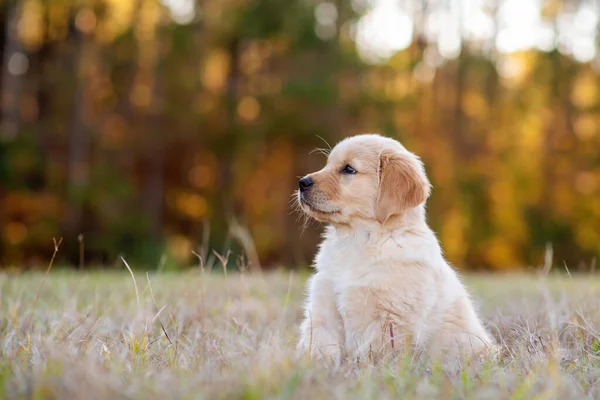 金毛猎犬在日落时在公园里玩耍 背景是金黄色的树 一个可爱的小狗在田野里的肖像 狗在户外 — 图库照片