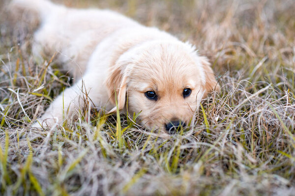 Golden retriever puppy playing at a park field at sunset with golden trees in the background. Portrait of a cute puppy in a field. Dog outdoors.