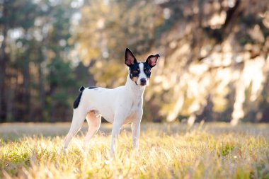 Fare Terrier, gün batımında ormandaki bir açıklıkta. Köpek, arka planda ağaçlarla güneşin altında çimlerin üzerinde duruyor. Parktaki fare teriyeri portresi..