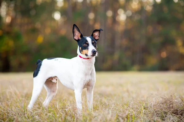 日没の森の中のクリアリングでラットテリア 犬は後ろに木がある太陽の下で草の上に立っている 公園でのラットテリアの肖像画 — ストック写真