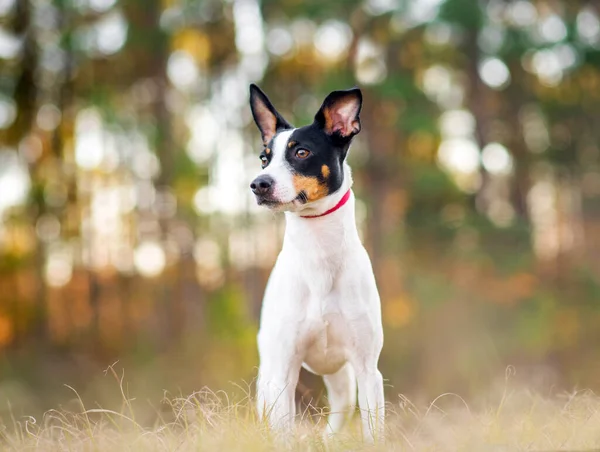 日没の森の中のクリアリングでラットテリア 犬は後ろに木がある太陽の下で草の上に立っている 公園でのラットテリアの肖像画 — ストック写真