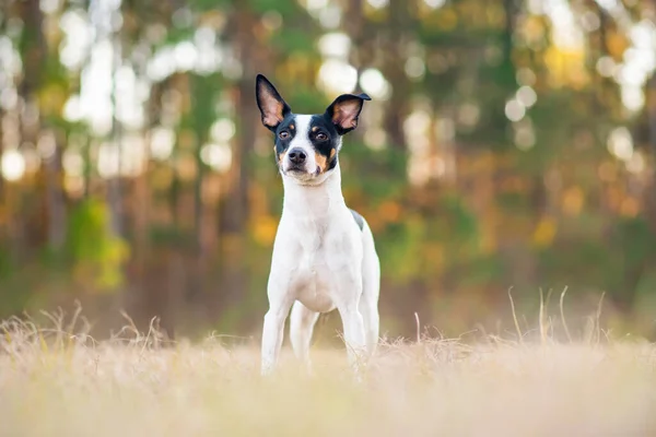 Rat Terrier Claro Bosque Atardecer Perro Está Pie Hierba Sol — Foto de Stock