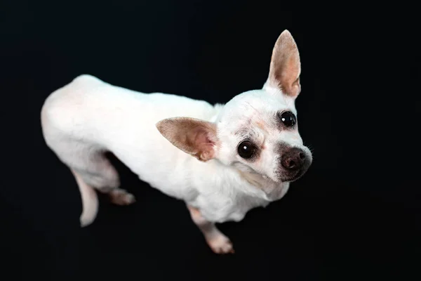 Cão Chihuahua Sênior Fundo Preto Cão Sénior — Fotografia de Stock
