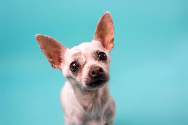 Senior Chihuahua Hund Auf Buntem Babyblauem Hintergrund Seniorenhund — Stockfoto