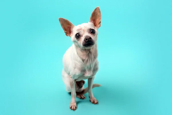 Senior Chihuahua Hund Auf Buntem Babyblauem Hintergrund Seniorenhund — Stockfoto