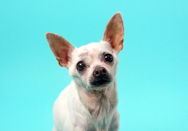 Ανώτερος Chihuahua Σκυλί Πολύχρωμο Μωρό Μπλε Φόντο Γέρικο Σκυλί — Φωτογραφία Αρχείου