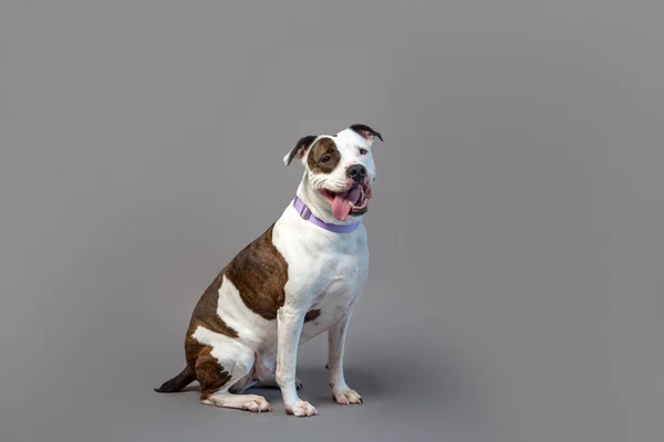 グレーの背景にスタジオでかわいいスタッフォードシャーのテリア 犬が背を向けてポーズをとる ピットミックスレスキュー犬 — ストック写真