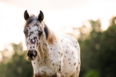 Gün batımında otlaktaki Appaloosa atı, siyah ve kahverengi benekli beyaz at. Yavru at.