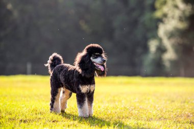  Standard Phantom Poodle gün batımında otlağın tadını çıkarıyor. Genç, bakımlı kaniş erkek köpek..