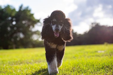  Standard Phantom Poodle gün batımında otlağın tadını çıkarıyor. Genç, bakımlı kaniş erkek köpek..